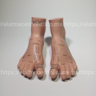 MODELO DE REFLEXOLOGIA PIES 17 cm- 20152