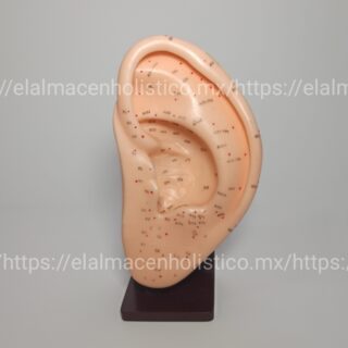 MODELO OREJA ACUPUNTURA GRANDE (22 cm) - 20156