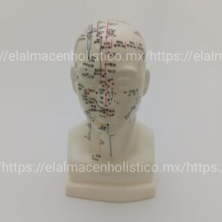 MODELO ANATOMICO DE CABEZA (20 cm) - 20160
