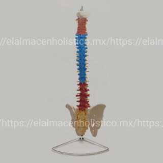 MODELO COLUMNA VERTEBRAL 85 cm - 20163