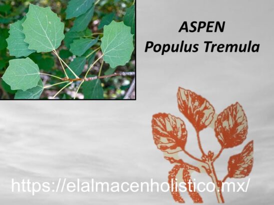 ASPEN - Image 2
