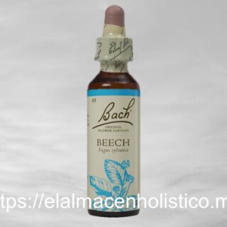 BEECH