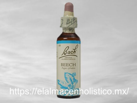 BEECH