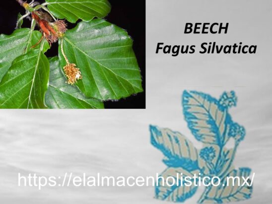 BEECH - Image 2