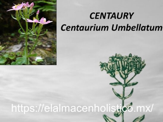 CENTAURY - Image 2