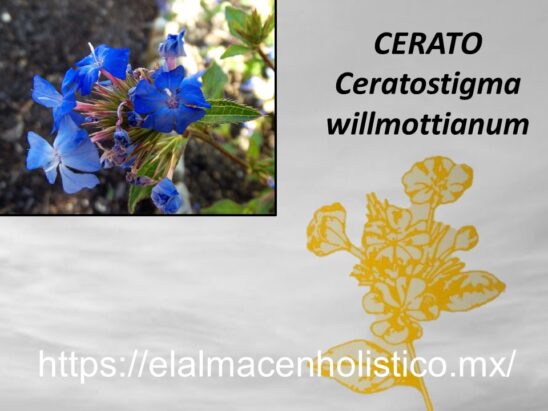CERATO - Image 2
