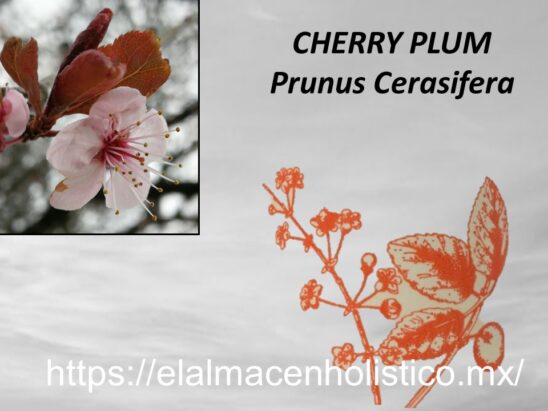 CHERRY PLUM - Image 2