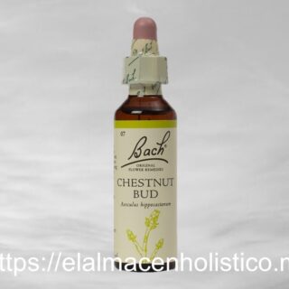 CHESTNUT BUD