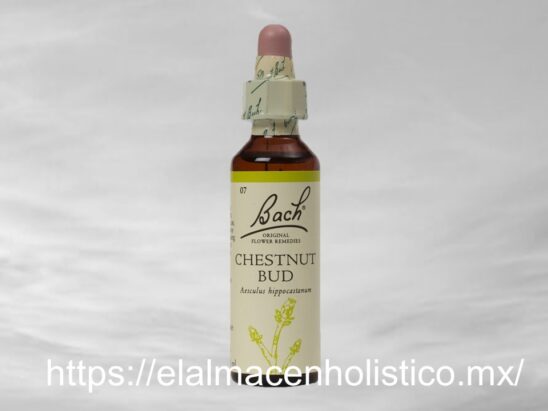 CHESTNUT BUD