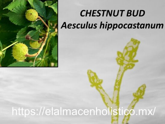CHESTNUT BUD - Image 2