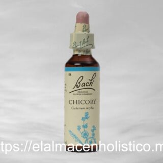 CHICORY