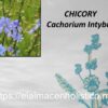 CHICORY - Image 2