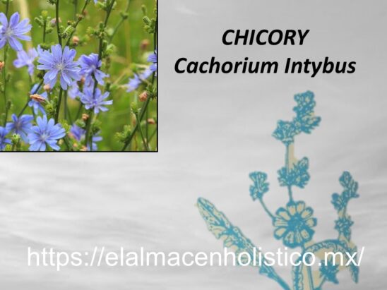 CHICORY - Image 2