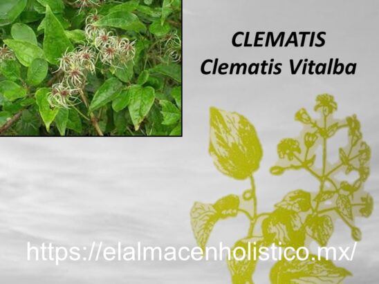 CLEMATIS - Image 2