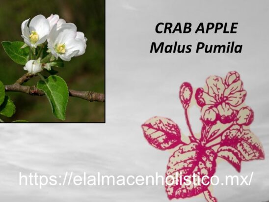 CRAB APPLE - Image 2