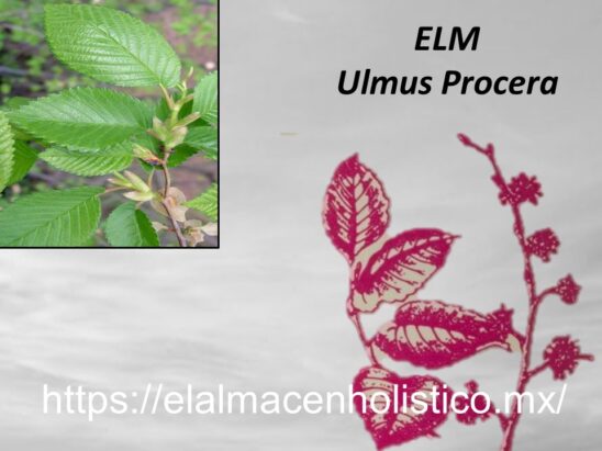 ELM - Image 2