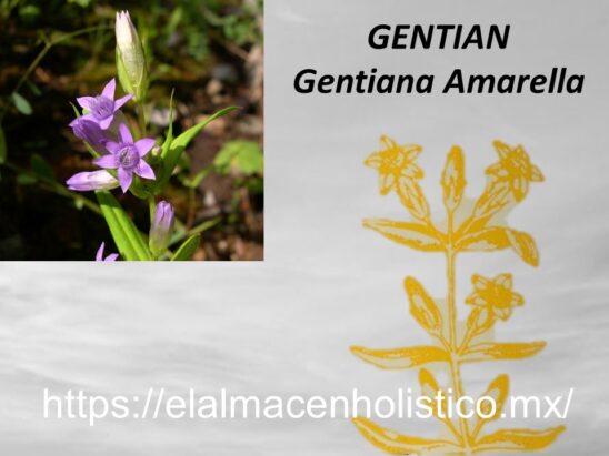 GENTIAN - Image 2