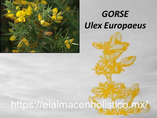 GORSE - Image 2