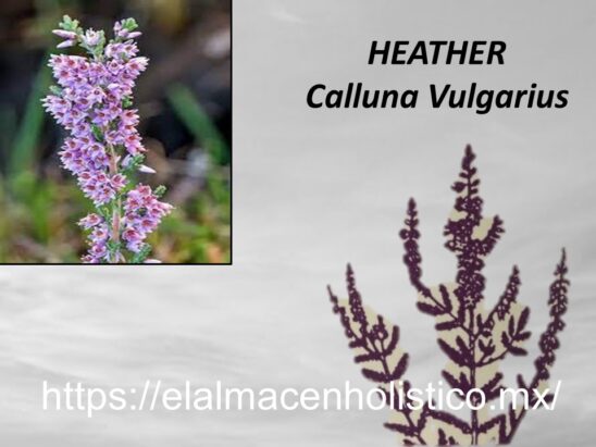 HEATHER - Image 2