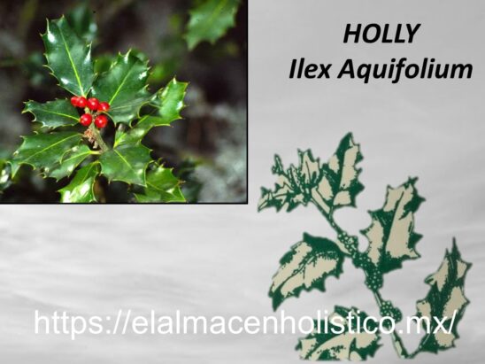 HOLLY - Image 2