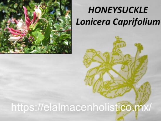 HONEYSUCKLE - Image 2