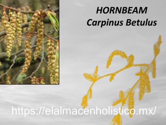 HORNBEAM - Image 2