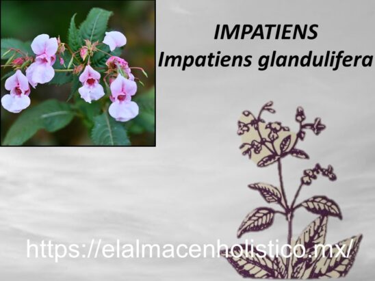 IMPATIENS - Image 2