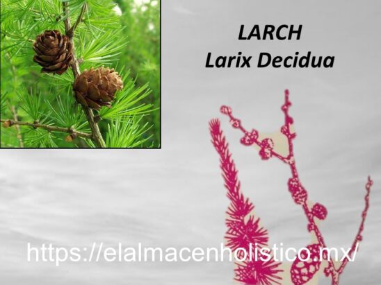 LARCH - Image 2
