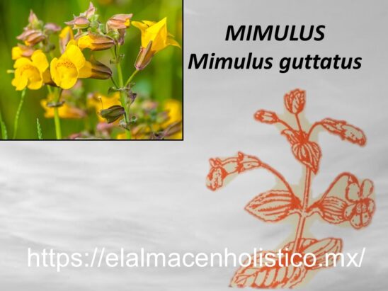 MIMULUS - Image 2