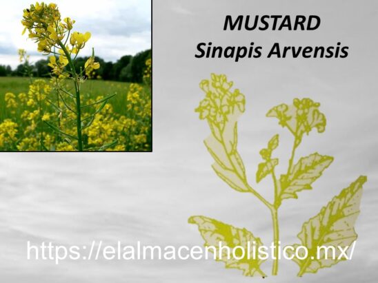 MUSTARD - Image 2