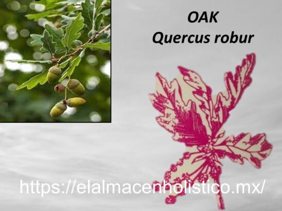 OAK - Image 2