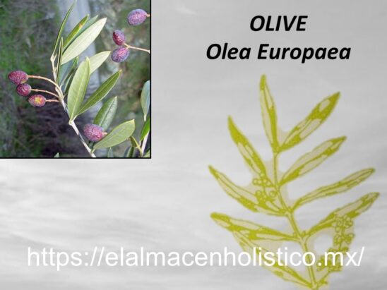 OLIVE - Image 2