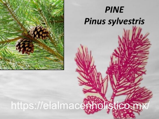 PINE - Image 2