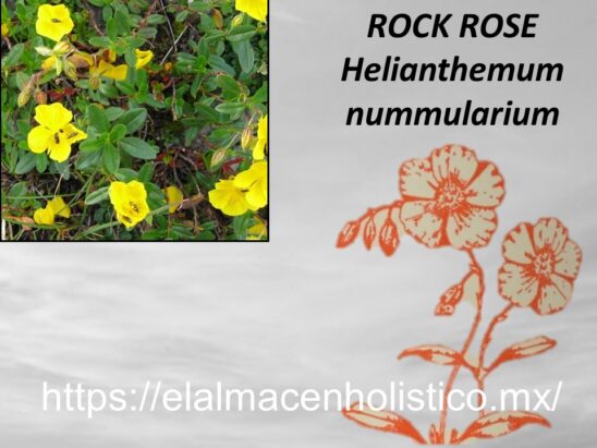 ROCK ROSE - Image 2