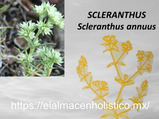 SCLERANTHUS - Image 2