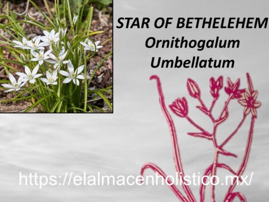 STAR OF BETHLEHEM - Image 2