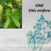 VINE - Image 2