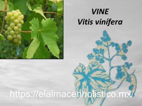 VINE - Image 2