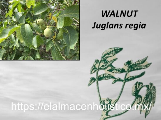 WALNUT - Image 2