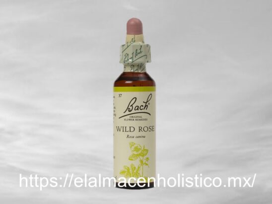 WILD ROSE