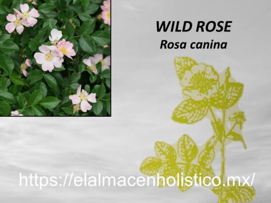 WILD ROSE - Image 2