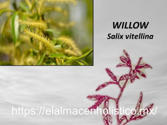 WILLOW - Image 2