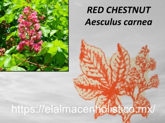 RED CHESTNUT - Image 2