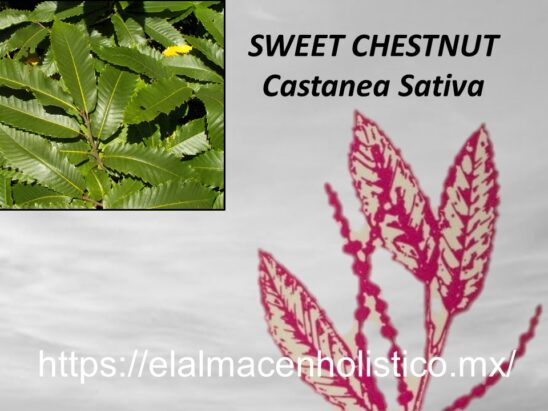 SWEET CHESTNUT - Image 2
