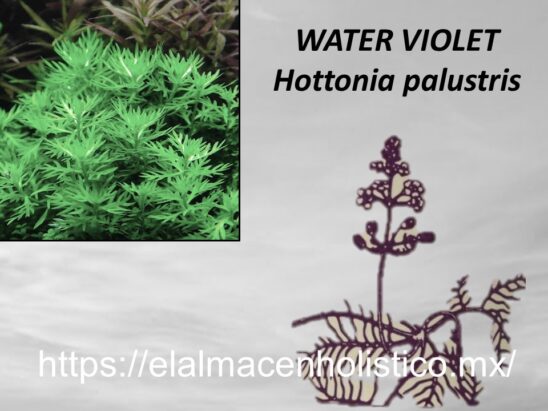 WATER VIOLET - Image 2