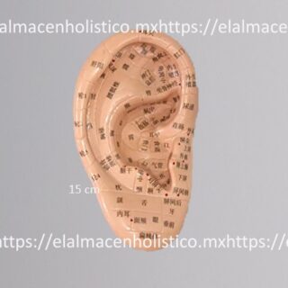 MODELO OREJA MEDIANA (15 cm) - 20172