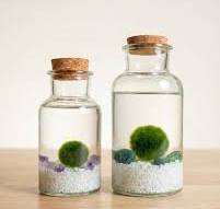 MARIMO CH